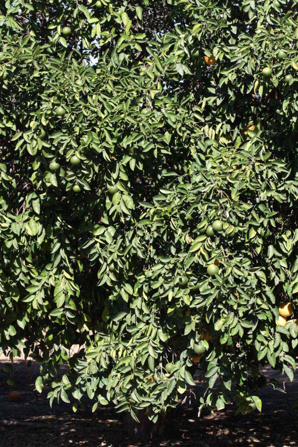            Habit (Riverside, CA)   